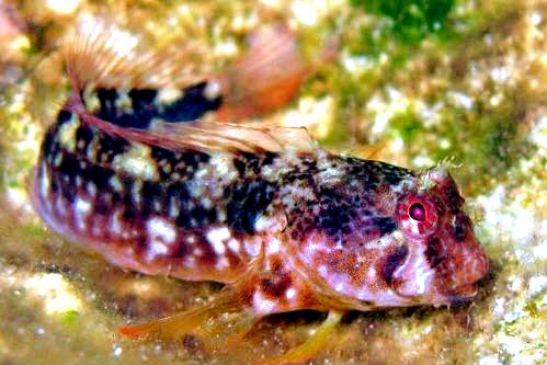 Parablennius zvonimiri_005